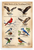 Wild Birds of the Northeast USA Osprey Bald Eagle Cardinal Educational 12x18 US Made Poster