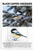 Black-capped Chickadee Winter Forest Educational 12x18 US Made Poster