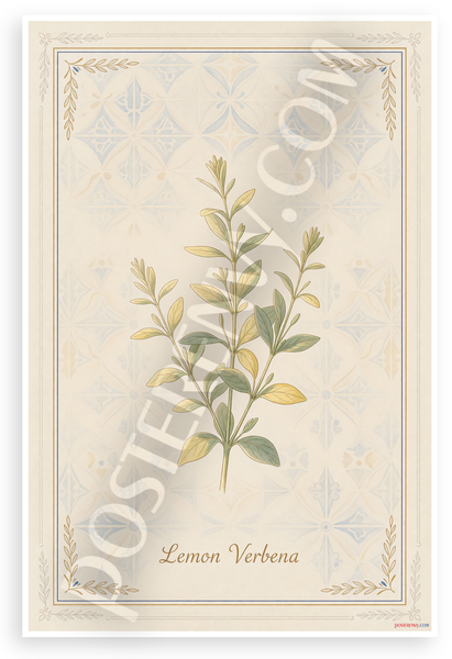 Lemon Verbena Botanical Illustration Provençal Kitchen 12x18 US Made Poster