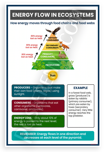 Energy Flow in Ecosystems Food Web Pyramid Educational 12x18 US Made Poster