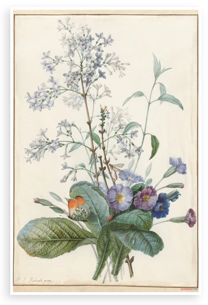 Pierre Joseph Redoute Botanical Wildflowers Butterfly Vintage Illustration 12x18 US Made Poster — Pierre Joseph Redouté