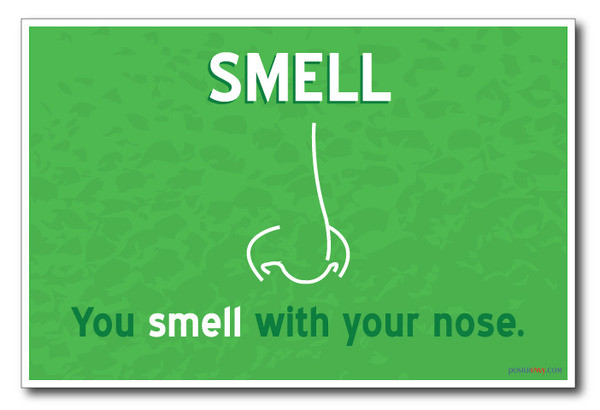 Smell - NEW Classroom Science Poster