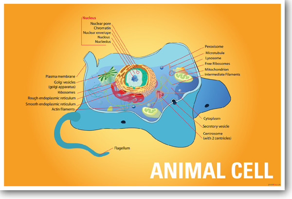 Animal Cell Biology NEW CLASSROOM BIOLOGY SCIENCE POSTER