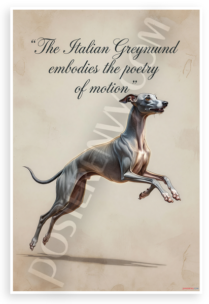 Italian Greyhound "Embodies the Poetry of Motion" Inspirational 12x18 US Made Poster