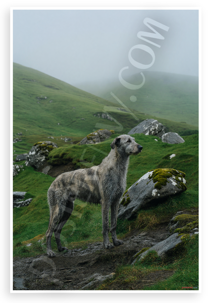 Irish Wolfhound Misty Green Hills Landscape Wildlife 12x18 US Made Poster