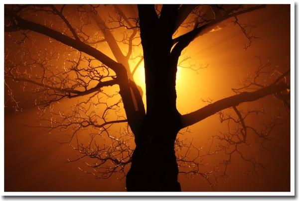 Scary tree in the fog Halloween Poster