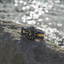 Certina DS Action Diver 40.5mm Powermatic 80 - C048.407.18.051.01
