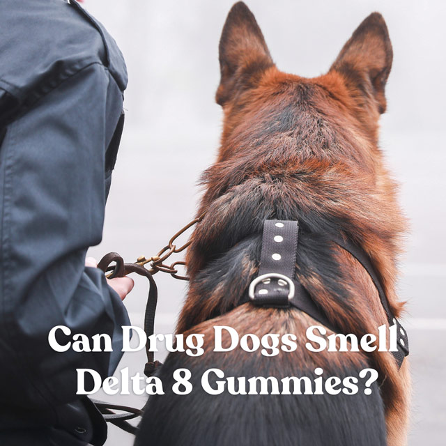 Can Drug Dogs Smell Delta 8 Gummies?