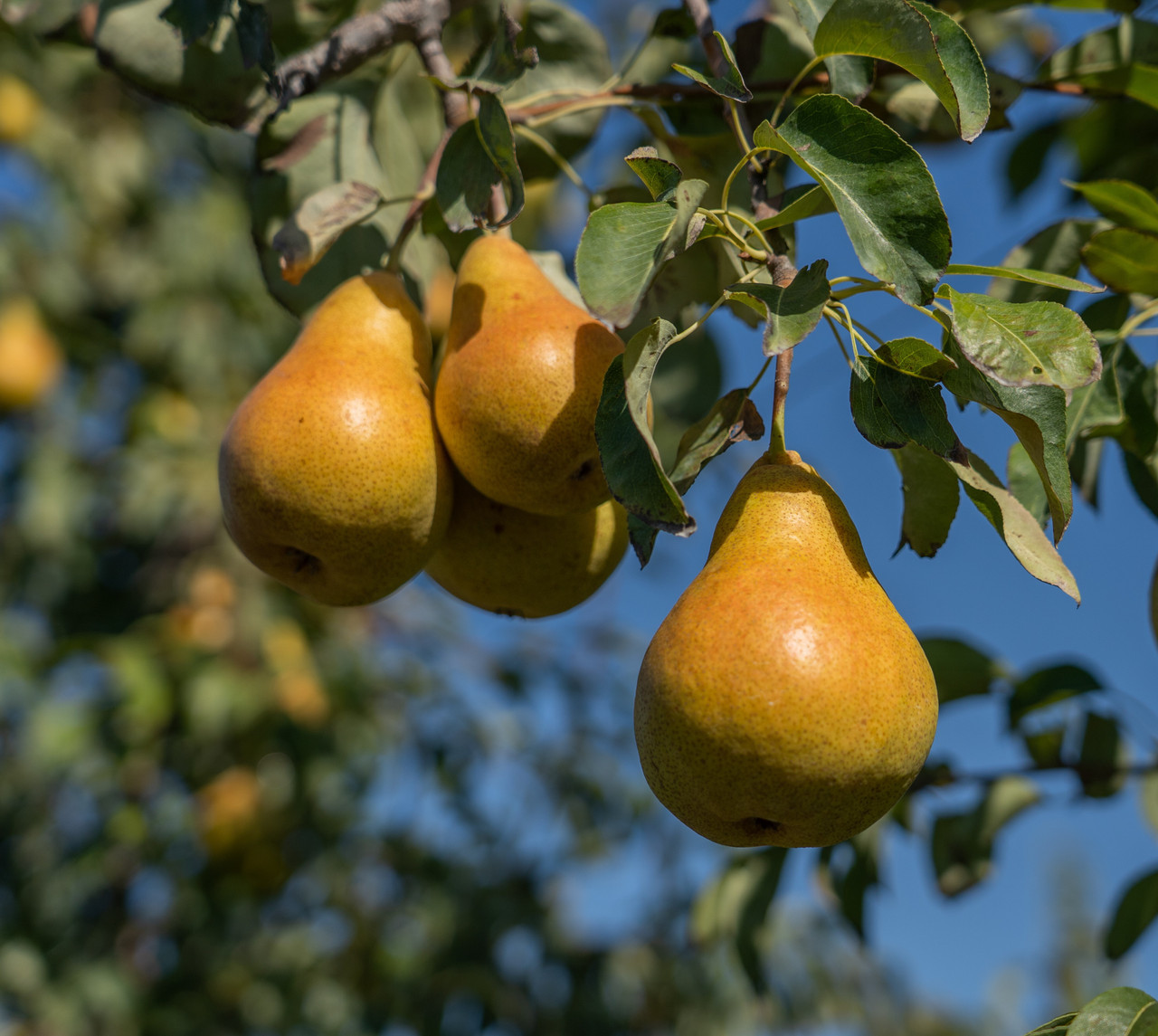Pears