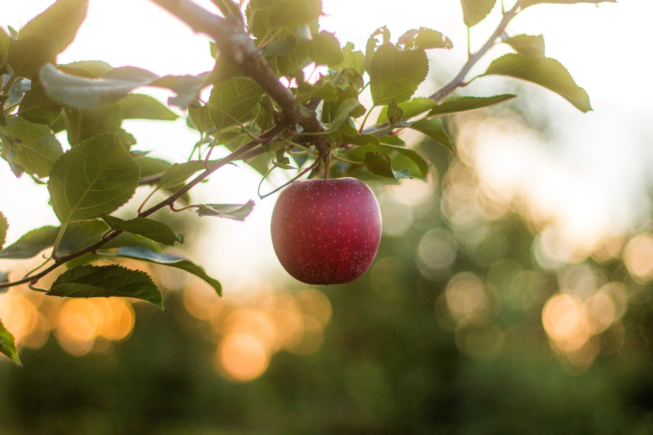 Apples