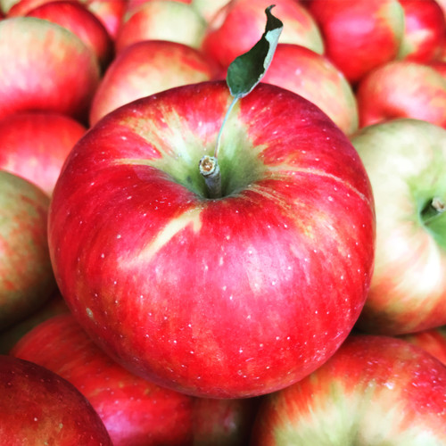 Honeycrisp Apples Honeycrisp Apples