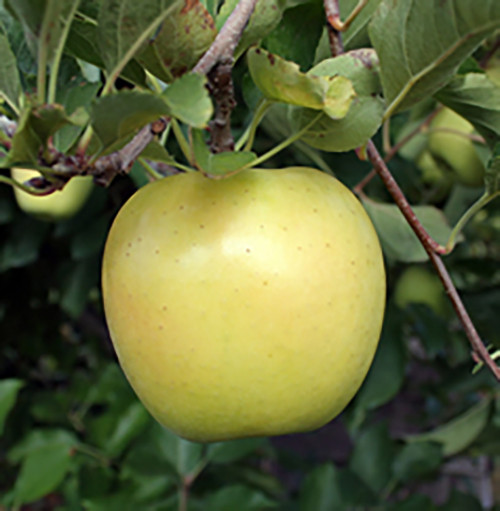 Golden Delicious Apples