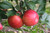 Honeycrisp Apples