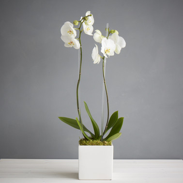 Massey_JPD_Apr15_010__07914.