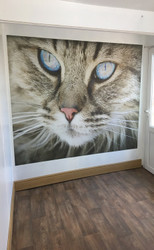 The new feature wall of Ayudamist Cattery