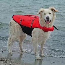 Choose the Trixie dog life vest small for water play, training and boat trips. It offers a snug fit, bright colour and easy rescue handle. Buy today.