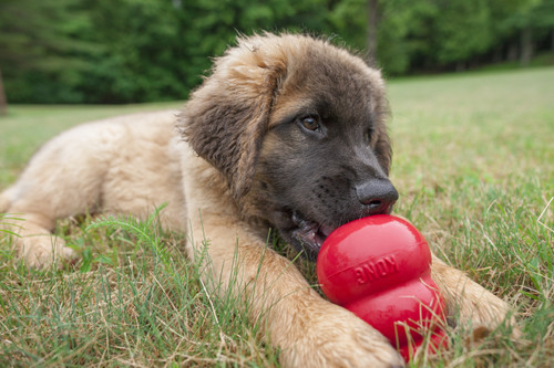 The KONG® Classic Dog Toy is a must-have for pet owners! Its durable design and treat-stuffing feature provide endless fun and mental stimulation for your dog.