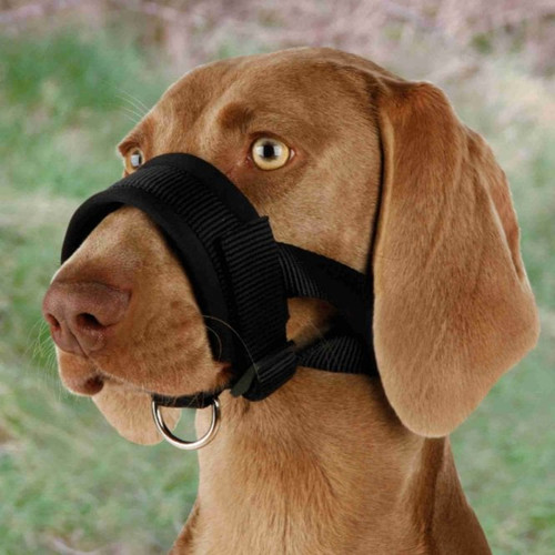 Shop the Trixie Muzzle Loop Nylon for dogs in various sizes. It's lightweight, strong, and easy to fit. Keep your pet safe today. Order yours now for fast delivery.