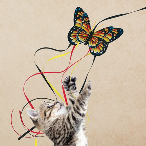 The KONG Teaser Butterfly is a top choice for active cats. It promotes exercise and keeps them sharp. Order now to bring more fun into your cat's daily life.