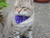 Unique and exclusive to Elliots Petwarehouse are Elliots cat bandannas, Available in a chouce of colours and designs these bandannas are simple to fit and procide easy breakaway release  in an emergency.  Do not have to be attached to cat collar as many cat bandannas do.