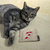 Christmas valerian pillows for cats everywhere. A great feline Christmas stocking filler.