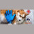 Swizzpets™  2-in-1 Pet Glove Grooming Tool/Pet Hair Remover Mitt with Enhanced Five Finger Design–Effective Cat and Dog Hair Remover Mitt–Excellent Pet Grooming Kit for Pet Hair Removal,Gentle Massage. Swizzpets™  2-in-1 Pet Glove Grooming Tool/Pet Hair Remover Mitt with Enhanced Five Finger Design–Effective Cat and Dog Hair Remover Mitt–Excellent Pet Grooming Kit for Pet Hair Removal,Gentle Massage.