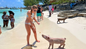 Swimming with the pigs Bahamas, Rose Island day pass, Nassau Resort for a Day, Nassau half-day shore excursion, Bahamas cruise shore excursion, swimming pigs Nassau, Rose Island beach day pass, Nassau snorkeling and pig encounter, Bahamas family-friendly day pass, Nassau tropical lunch and beach