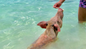 Family-friendly swimming pigs encounter at Rose Island Bahamas with Resort for a Day, including paddleboards, snorkeling gear, and beautiful beach access
