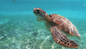 Cruise passengers enjoying turtle sightings near Green Cay and swimming with pigs at Rose Island with Resort for a Day Bahamas shore excursion