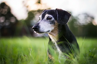 ​ How to Make Your Home More Friendly for Your Senior Pet