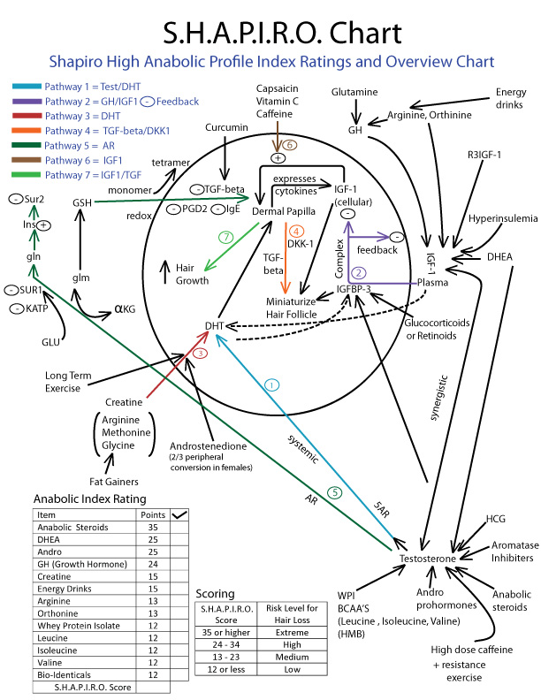 SHAPIRO Chart and Anabolic Index Rating 