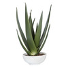 Uttermost Evarado Aloe Planter