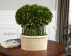 Uttermost Willow Topiary Preserved Boxwood