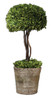 Uttermost Tree Topiary Preserved Boxwood