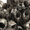 Uttermost Sessile Barnacle Sculptures S/2
