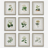 Uttermost Antique Botanicals Framed Prints, S/9