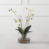 Uttermost Glory Orchid