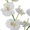 Uttermost Glory Orchid