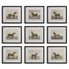 Uttermost Equine Dynasty Framed Prints Set/9