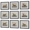 Uttermost Equine Dynasty Framed Prints Set/9