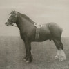 Uttermost Equine Dynasty Framed Prints Set/9