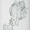 Uttermost Nature's Script Framed Botanical Prints Set/9