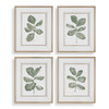 Uttermost Fiddle Head Leaf Botanical Prints Set/4