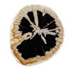 Uttermost Arco Petrified Wood Top Accent Table