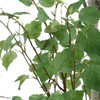 Uttermost Boreal Potted Birch Tree