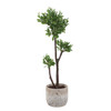 Uttermost Arbor Strawberry Tree