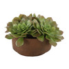 Uttermost Sable Succulent Accent In Pot