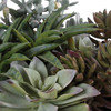Uttermost Greystone Indoor-Outdoor Succulent