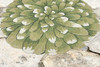 Liora Manne Frontporch 1828/06 Mum Green Hand Tufted Area Rugs