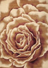 KAS Rugs Corinthian 5338 Ivory Floral Splendor Machine-made Area Rugs